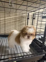 Little Red, a female Shih Tzu for sale in Spartanburg, SC – 2 of 4