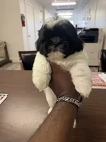 Black and white 2 , a male Shih Tzu for sale in Spartanburg, SC – 2 of 3