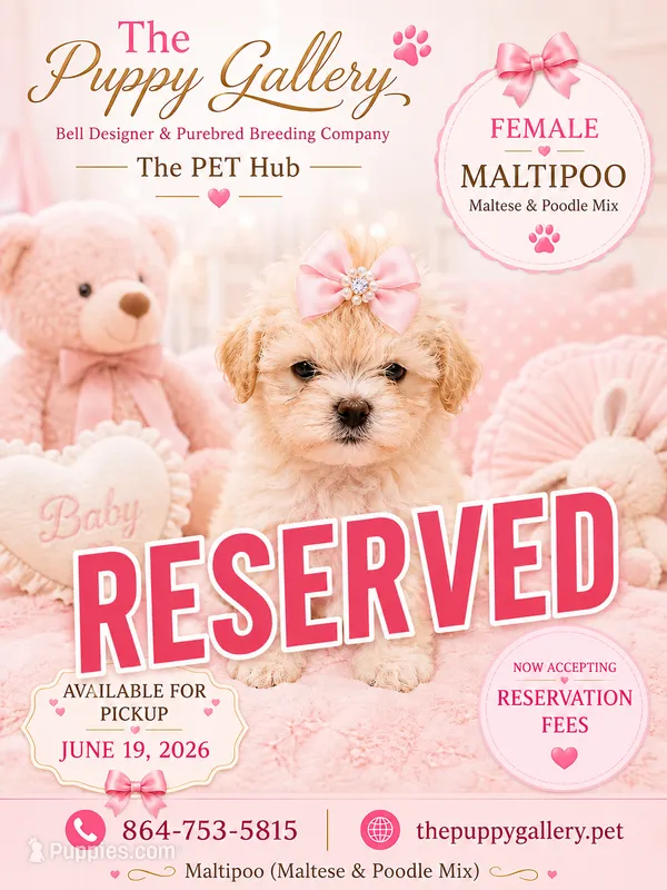 Maltipoo # 1 – Maltipoo puppy on hold in Spartanburg, SC