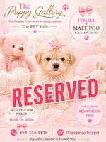 Maltipoo # 1, a female Maltipoo for sale in Spartanburg, SC – 1 of 1