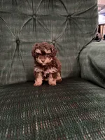 Chocolate girl, a female Poodle - Toy  for sale in Spartanburg, SC – 2 of 6