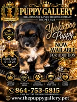 Sweetie , a female Yorkipoo for sale in Spartanburg, SC – 1 of 3