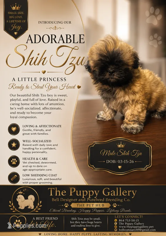 Puppy 1  – Shih Tzu puppy for sale in Spartanburg, SC