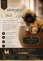 Puppy 1 , a male Shih Tzu for sale in Spartanburg, SC – 1 of 1