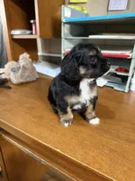 Sweetie , a female Yorkipoo for sale in Spartanburg, SC – 3 of 3