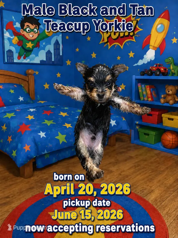 Tea cup 2 – Yorkshire Terrier puppy for sale in Spartanburg, SC