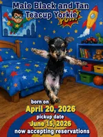 Tea cup 2, a male Yorkshire Terrier for sale in Spartanburg, SC – 1 of 1