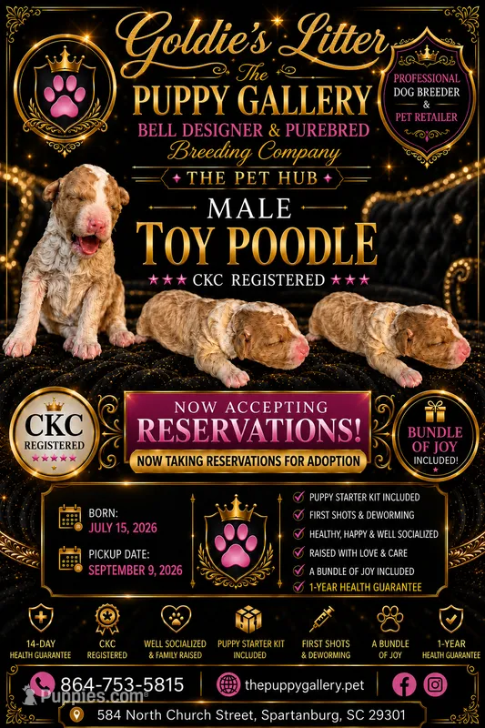 Puppy 1 – Poodle - Toy  puppy for sale in Spartanburg, SC