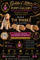 Puppy 1, a male Poodle - Toy  for sale in Spartanburg, SC – 1 of 1
