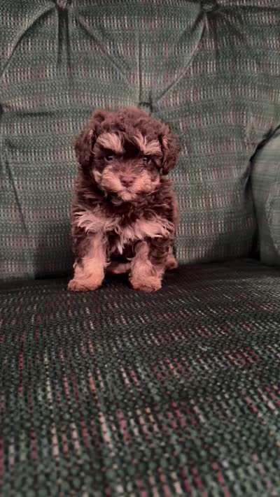 Chocolate girl, a female Poodle - Toy  for sale in Spartanburg, SC – 6 of 6