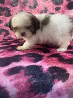 Shorkie 1, a male Shorkie for sale in Spartanburg, SC – 2 of 3