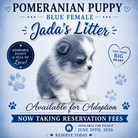 Blue, a female Pomeranian for sale in Spartanburg, SC – 1 of 1