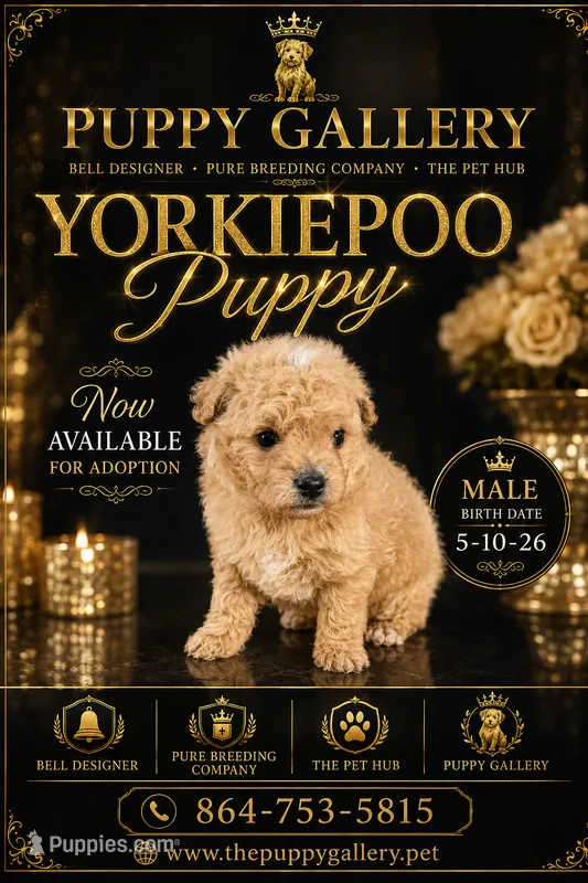 Gold man – Yorkipoo puppy for sale in Spartanburg, SC