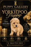 Gold man, a male Yorkipoo for sale in Spartanburg, SC – 1 of 3