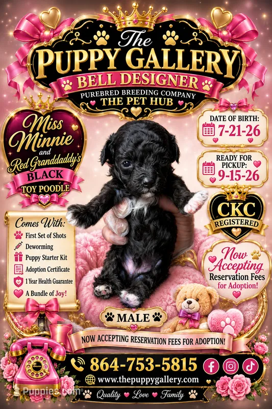 Black boy – Poodle - Toy  puppy for sale in Spartanburg, SC