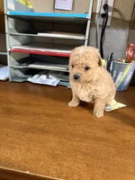 Gold man, a male Yorkipoo for sale in Spartanburg, SC – 2 of 3