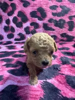 Puppy 3, a female Poodle - Toy  for sale in Spartanburg, SC – 8 of 10
