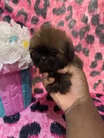 Chocolate tiny girl , a male Shih Tzu for sale in Spartanburg, SC – Photo 2 of 2