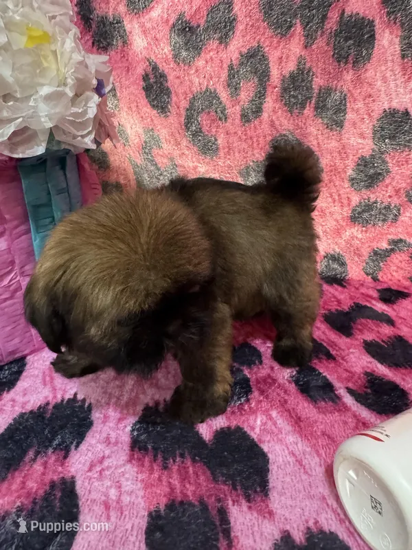 Chocolate tiny girl  – Shih Tzu puppy for sale in Spartanburg, SC