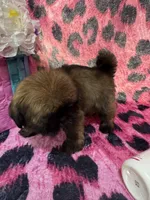 Chocolate tiny girl , a male Shih Tzu for sale in Spartanburg, SC – Photo 1 of 2