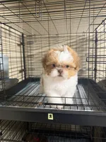Little Red, a female Shih Tzu for sale in Spartanburg, SC – 3 of 4