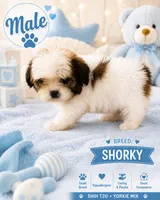 Shorkie 1, a male Shorkie for sale in Spartanburg, SC – 1 of 3