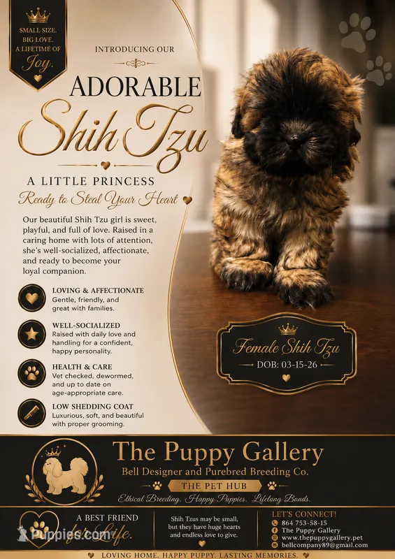 Puppy number 2 – Shih Tzu puppy for sale in Spartanburg, SC