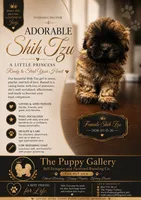 Puppy number 2, a female Shih Tzu for sale in Spartanburg, SC – 1 of 1