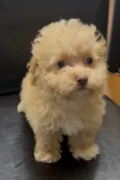 Cream chocolate , a male Poodle - Toy  for sale in Spartanburg, SC – 1 of 3