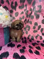 Blonde girl, a male Shih Tzu for sale in Spartanburg, SC – Photo 2 of 3