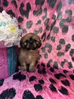 Blonde girl, a male Shih Tzu for sale in Spartanburg, SC – Photo 3 of 3
