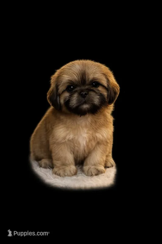 Blonde girl – Shih Tzu puppy for sale in Spartanburg, SC