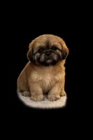 Blonde girl, a male Shih Tzu for sale in Spartanburg, SC – Photo 1 of 3