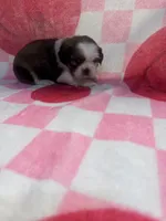 Shihtzu 1, a female Shih Tzu for sale in Spartanburg, SC – Photo 3 of 3