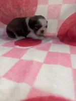 Shihtzu 1, a female Shih Tzu for sale in Spartanburg, SC – Photo 2 of 3