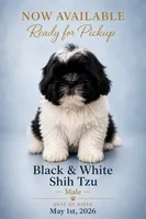 Black and white 2 , a male Shih Tzu for sale in Spartanburg, SC – 1 of 3