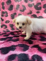 Shorkie 2, a female Shorkie for sale in Spartanburg, SC – 2 of 4