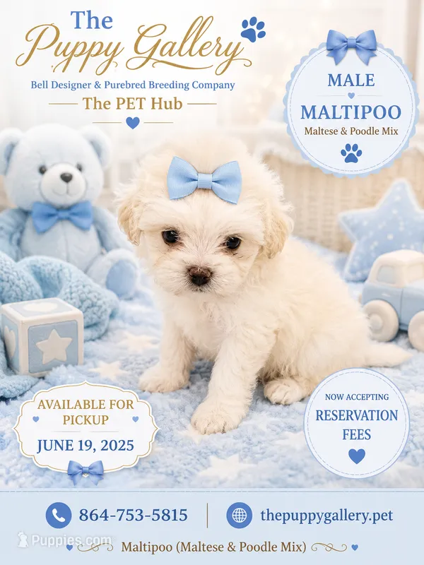 Maltipoo#2 – Maltipoo puppy for sale in Spartanburg, SC