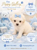Maltipoo#2, a male Maltipoo for sale in Spartanburg, SC – 1 of 1