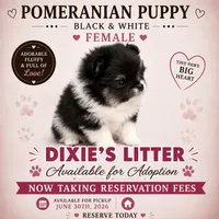 Black and white, a female Pomeranian for sale in Spartanburg, SC – 1 of 1