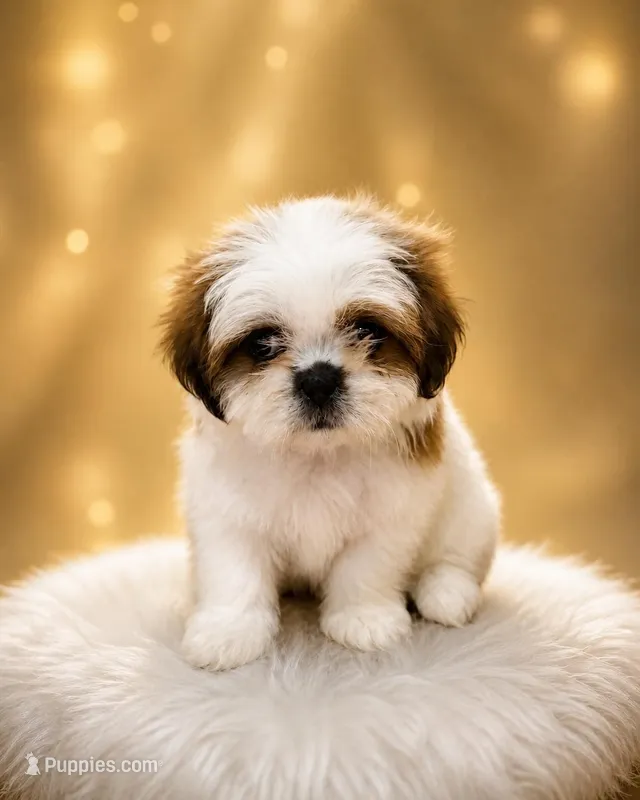 Chocolate and white girl – Shih Tzu puppy for sale in Spartanburg, SC