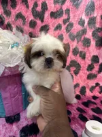 Chocolate and white girl, a male Shih Tzu for sale in Spartanburg, SC – Photo 3 of 3