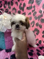 Chocolate and white girl, a male Shih Tzu for sale in Spartanburg, SC – Photo 2 of 3