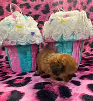 Red, a female Yorkipoo for sale in Spartanburg, SC – Photo 2 of 3