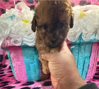 Red, a female Yorkipoo for sale in Spartanburg, SC – Photo 1 of 3