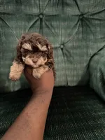 Chocolate girl, a female Poodle - Toy  for sale in Spartanburg, SC – 4 of 6
