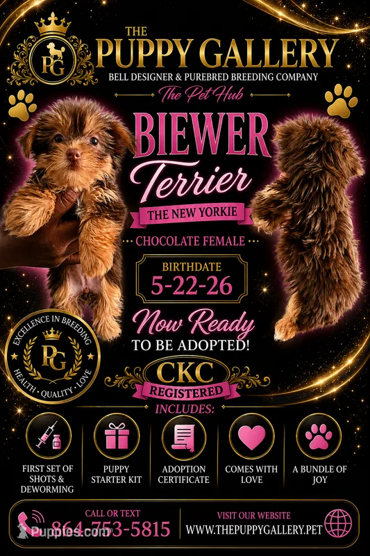 Chocolate girl – Yorkshire Terrier puppy for sale in Spartanburg, SC