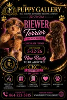 Chocolate girl, a female Yorkshire Terrier for sale in Spartanburg, SC – 1 of 1