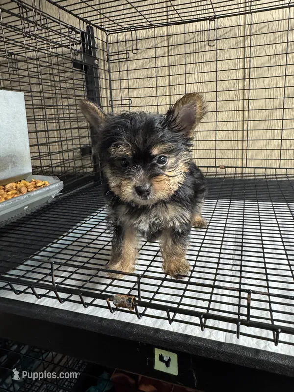 Tea cup 3 – Yorkshire Terrier puppy for sale in Spartanburg, SC