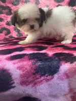 Shorkie 1, a male Shorkie for sale in Spartanburg, SC – 3 of 3